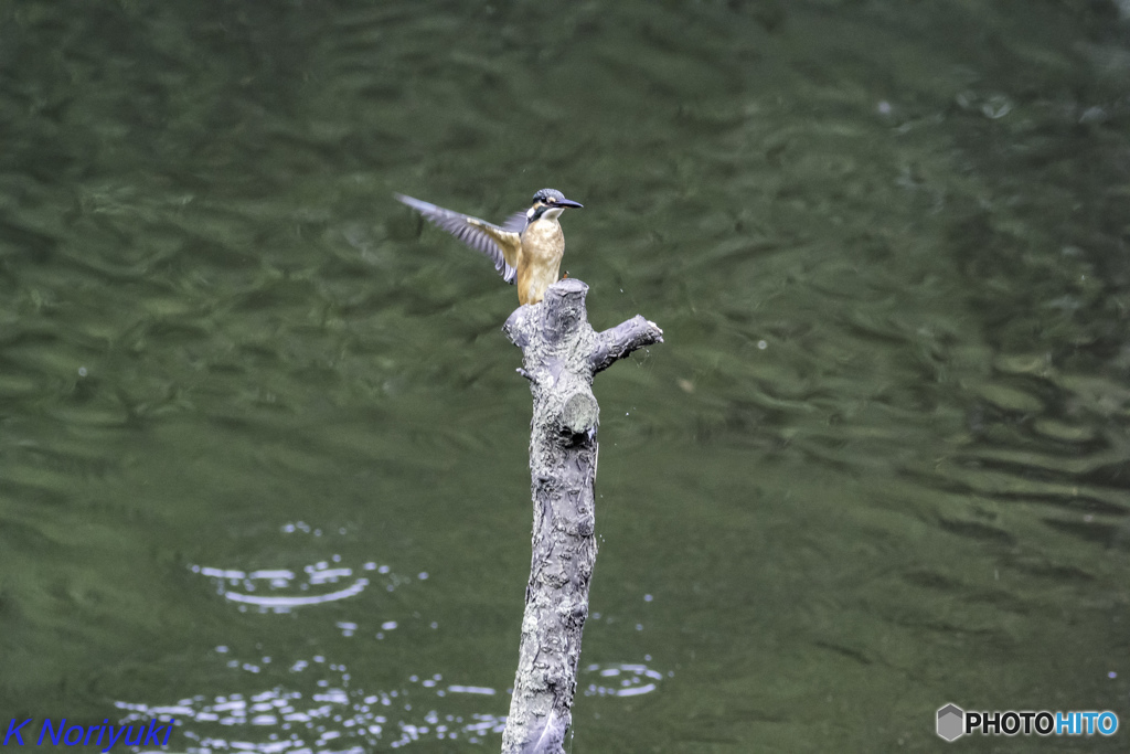 カワセミ