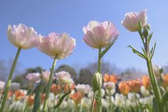 お写ん歩