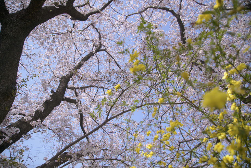 口座渋谷　千本桜祭り　お写ん歩