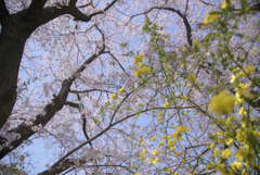 口座渋谷　千本桜祭り　お写ん歩