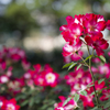 光陵公園　薔薇ガーデン