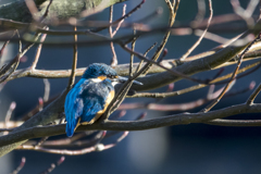 野鳥撮り納め