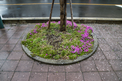 散り桜