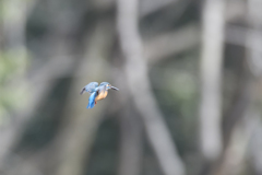 カワセミ