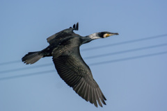 野鳥撮り納め