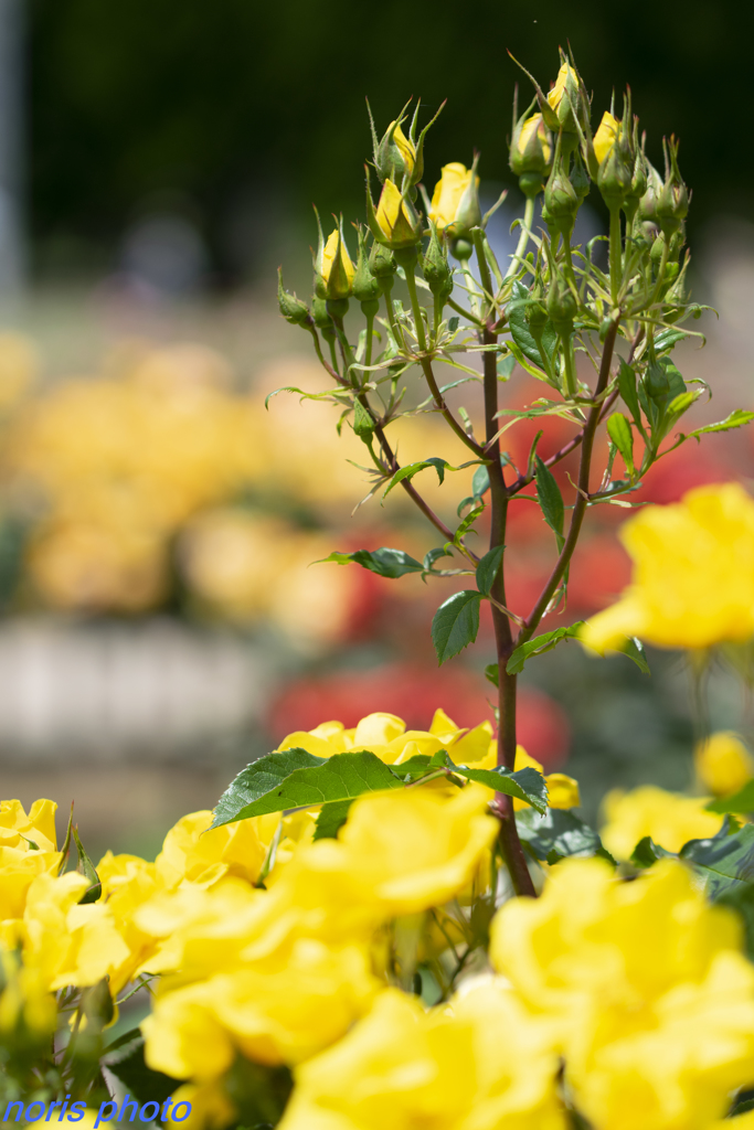 調布　深大寺薔薇園