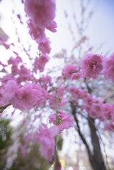 お写ん歩