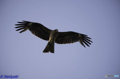 鳶