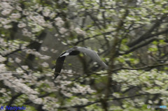 夜勤明けのお写ん歩