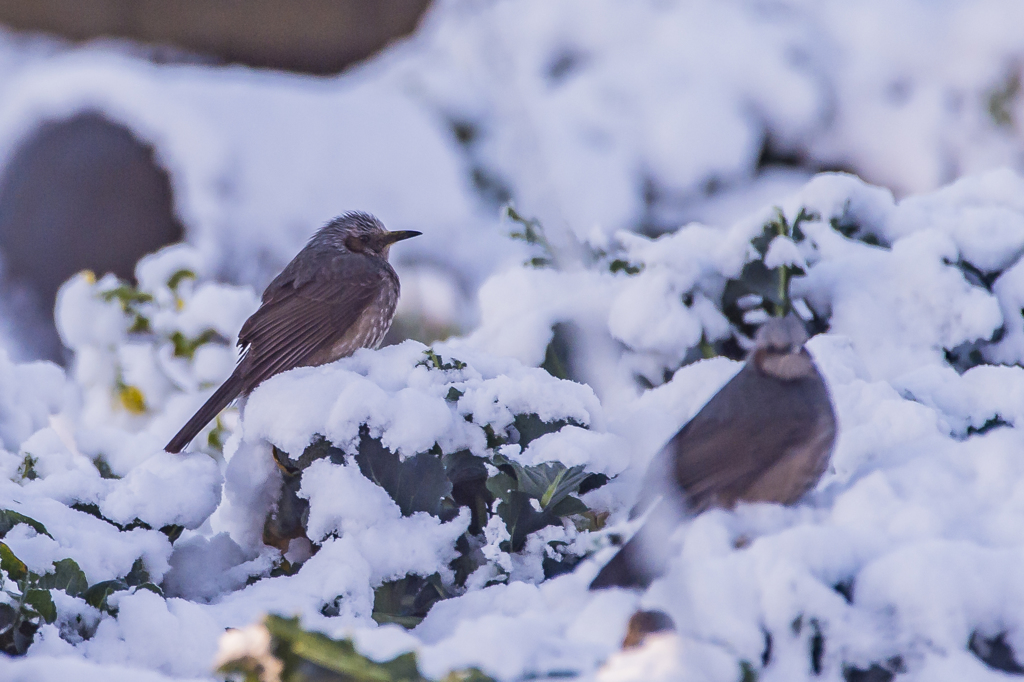 雪中鳥