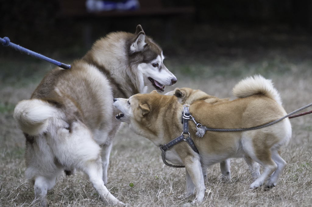 お写ん歩