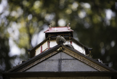 町田リス園