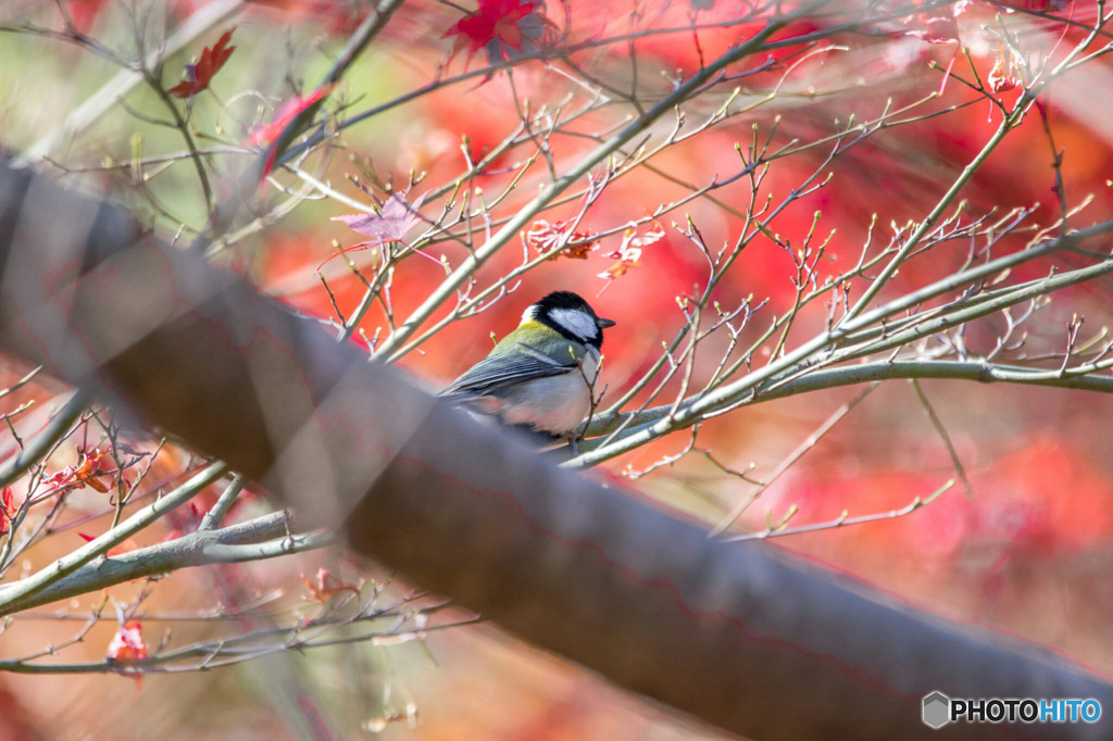 紅葉と四十雀