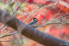 紅葉と四十雀