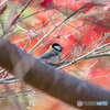紅葉と四十雀
