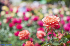 調布　深大寺薔薇園