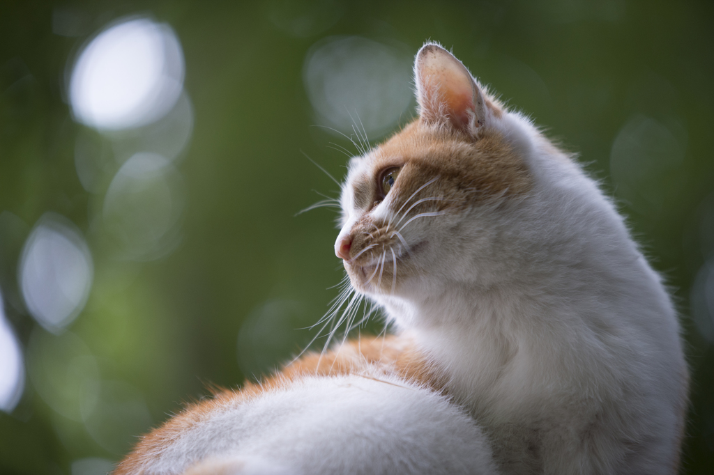 タムロンSP70-200f2.8 Di VC USD G2 試写