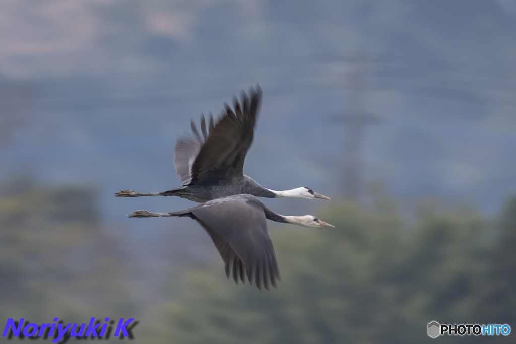 出水飛来地の鶴