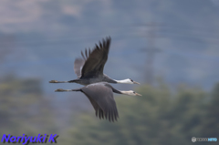 出水飛来地の鶴