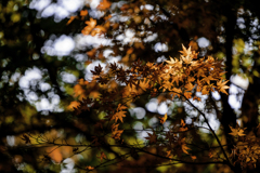 DSC_2977