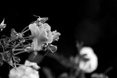 _DSC4060 (3)