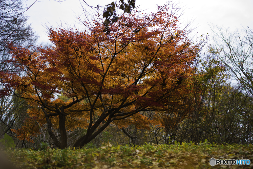 紅葉