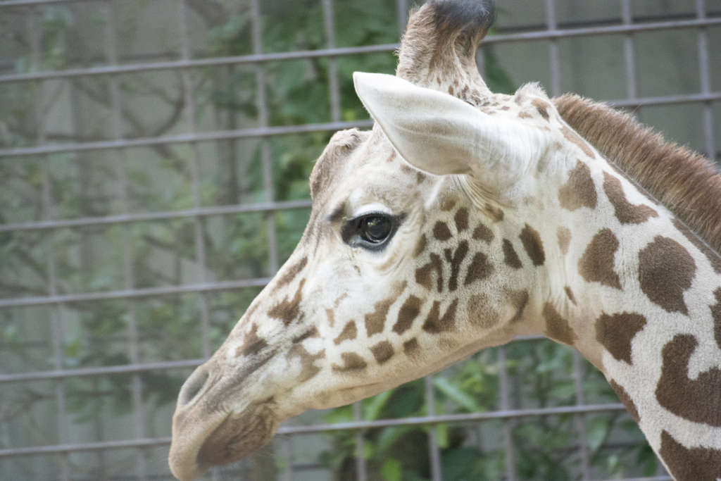 上の動物園～浅草～スカイツリー　弾丸ツアー　V3縛りｗ
