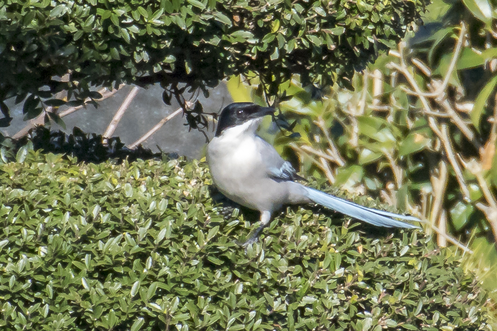 野鳥撮り納め