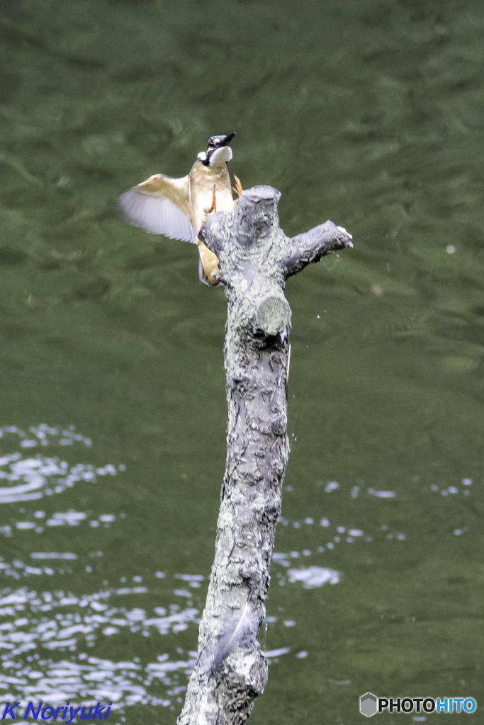 カワセミ