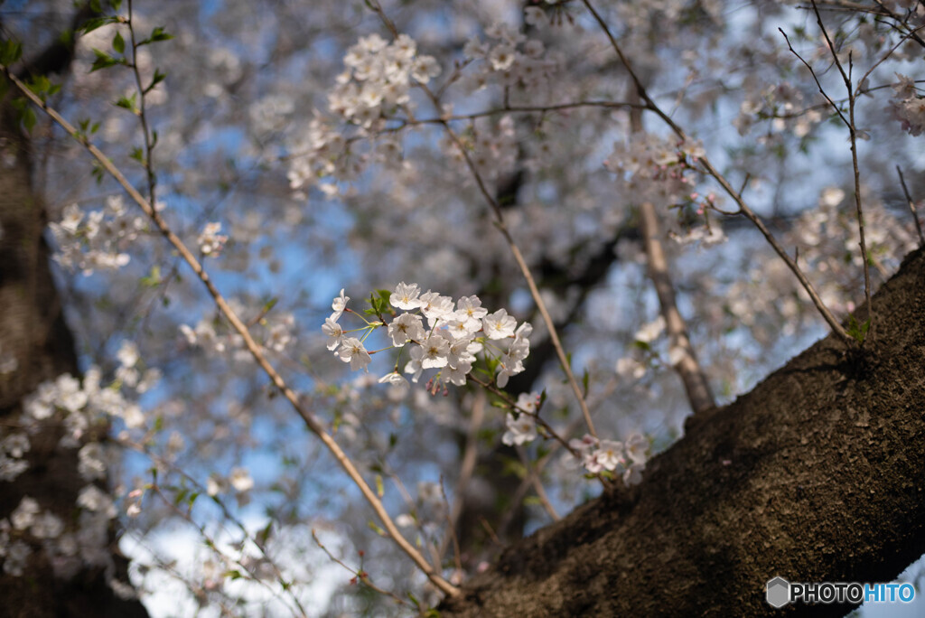 高座渋谷　千本桜付近散策