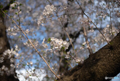 高座渋谷　千本桜付近散策