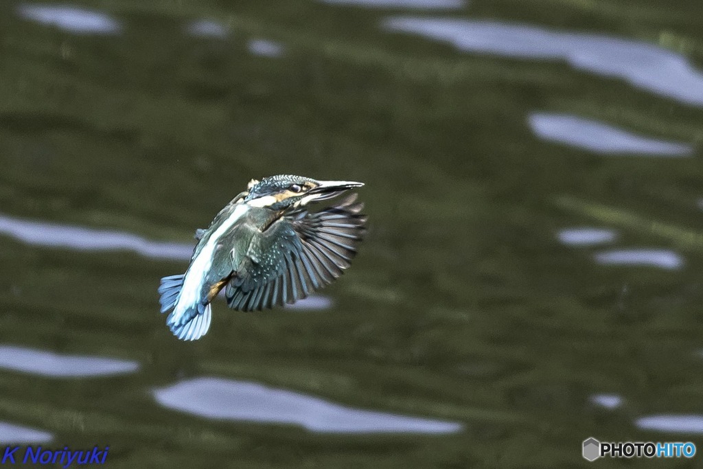 カワセミ