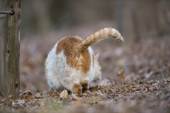 お写ん歩