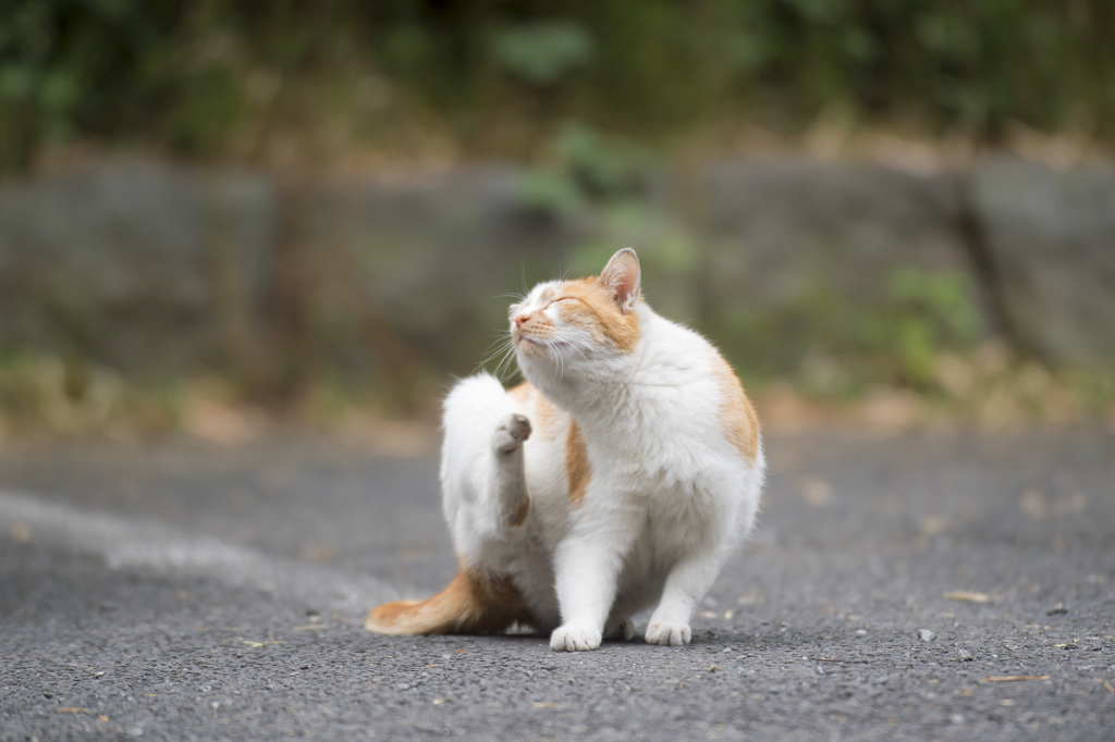 お写ん歩