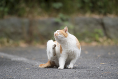 お写ん歩