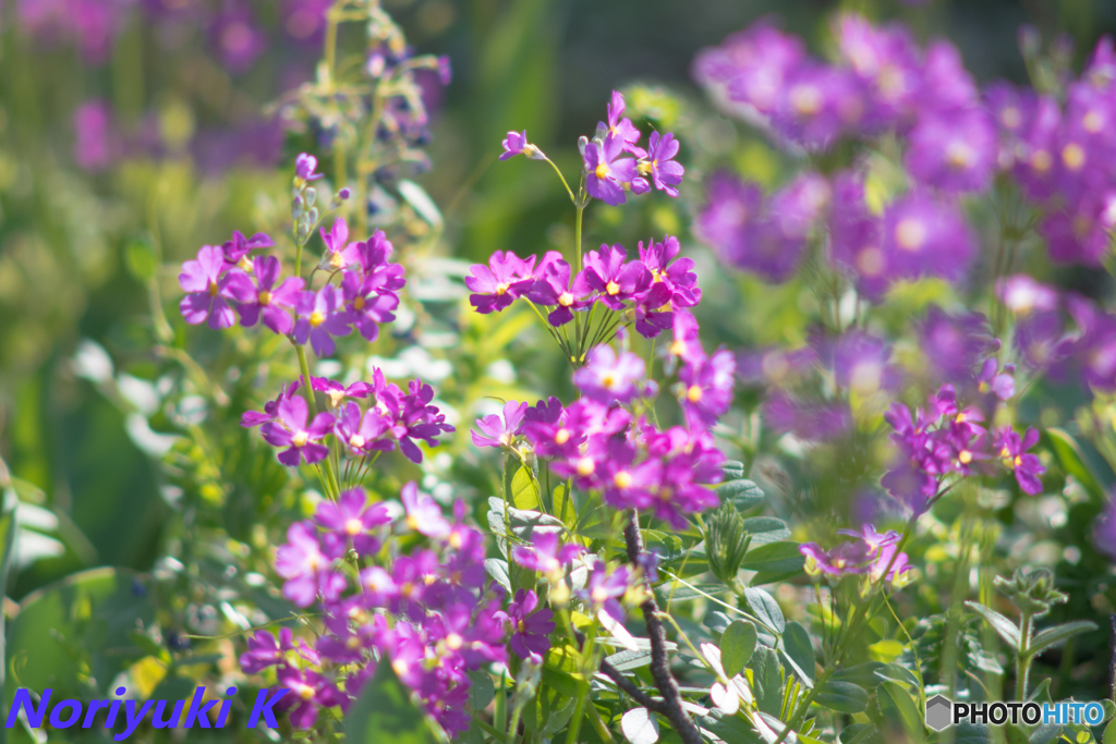 お散歩パシャリ