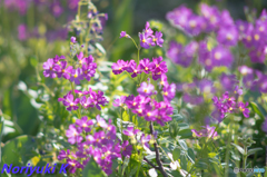 お散歩パシャリ お散歩パシャリ