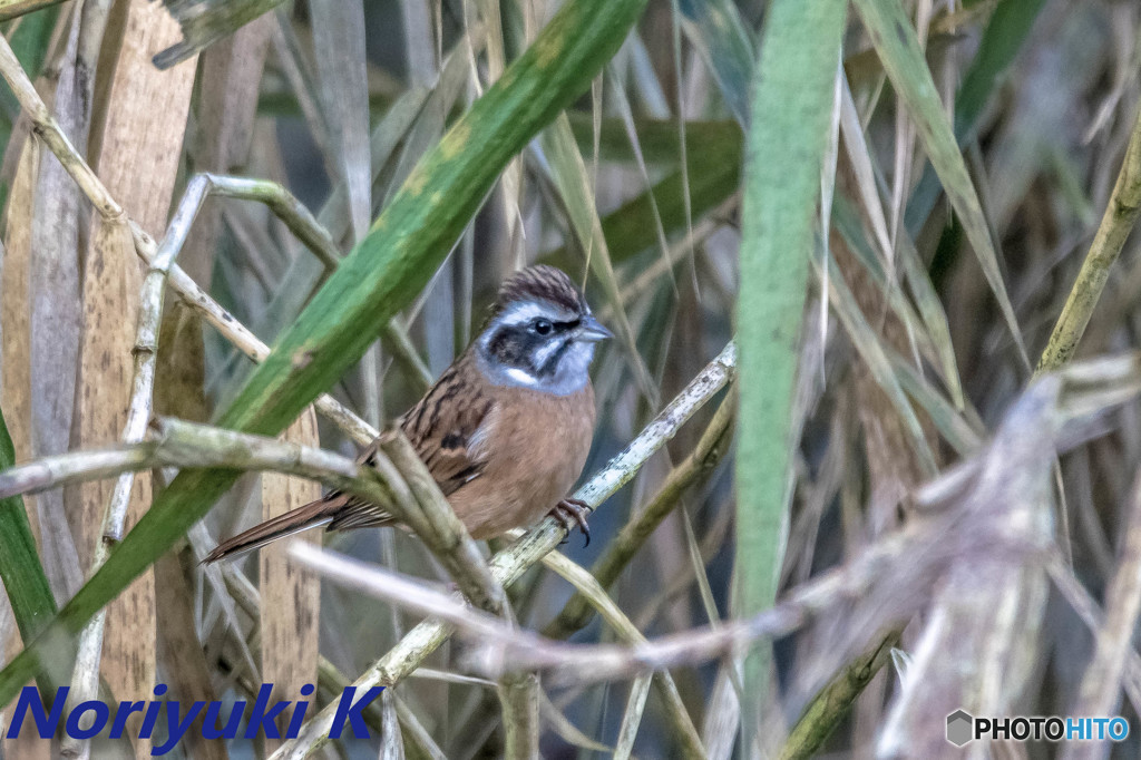 こいつも初顔合わせ