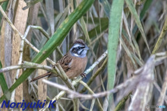 こいつも初顔合わせ