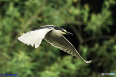 お写ん歩 お写ん歩