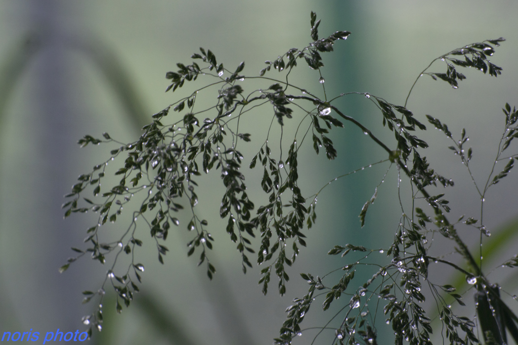 let's walk in the rain