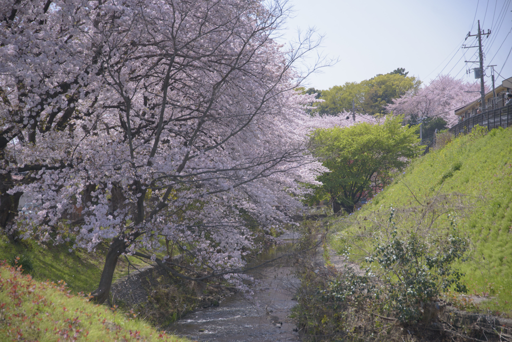 口座渋谷　千本桜祭り　お写ん歩
