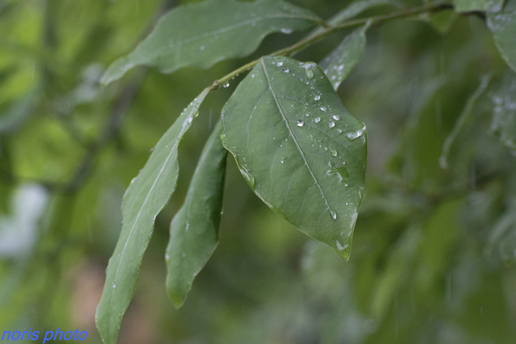 let's walk in the rain
