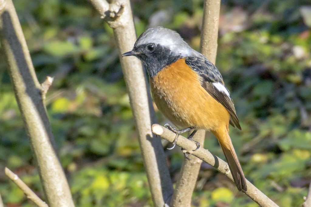 野鳥撮り納め
