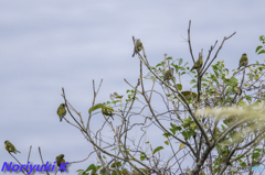 メゾン・ド・カワラヒワ