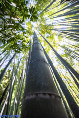 竹のお寺報国寺