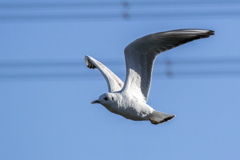 野鳥撮り納め