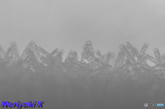 タムキュー恐るべし