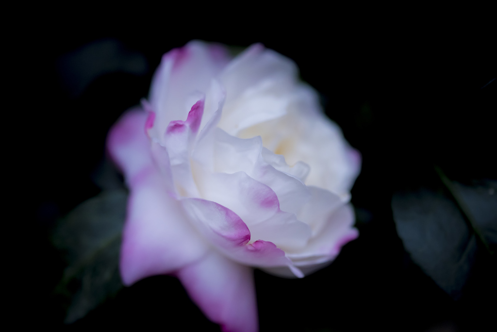 _DSC3311