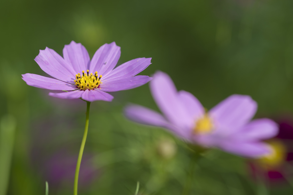 micro rens photo